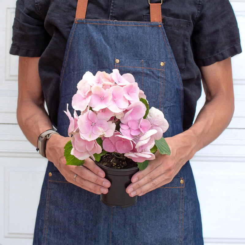 Load image into Gallery viewer, Pink Hydrangea
