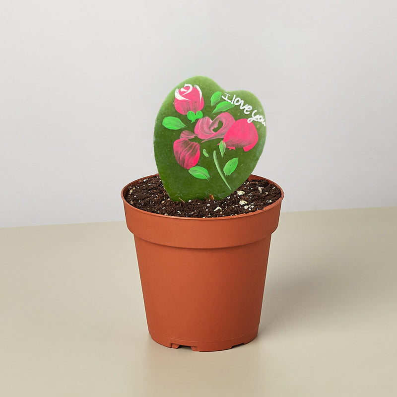 Load image into Gallery viewer, Hoya Heart - "I Love You" Special Painted Hoya
