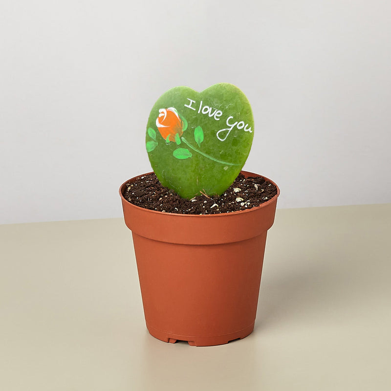Load image into Gallery viewer, Hoya Heart - "I Love You" Special Painted Hoya
