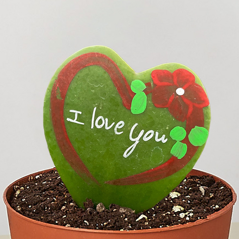 Hoya Heart - 