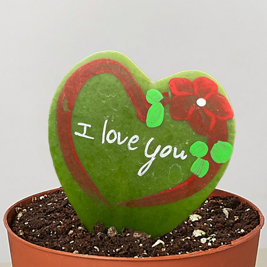 Hoya Heart - 