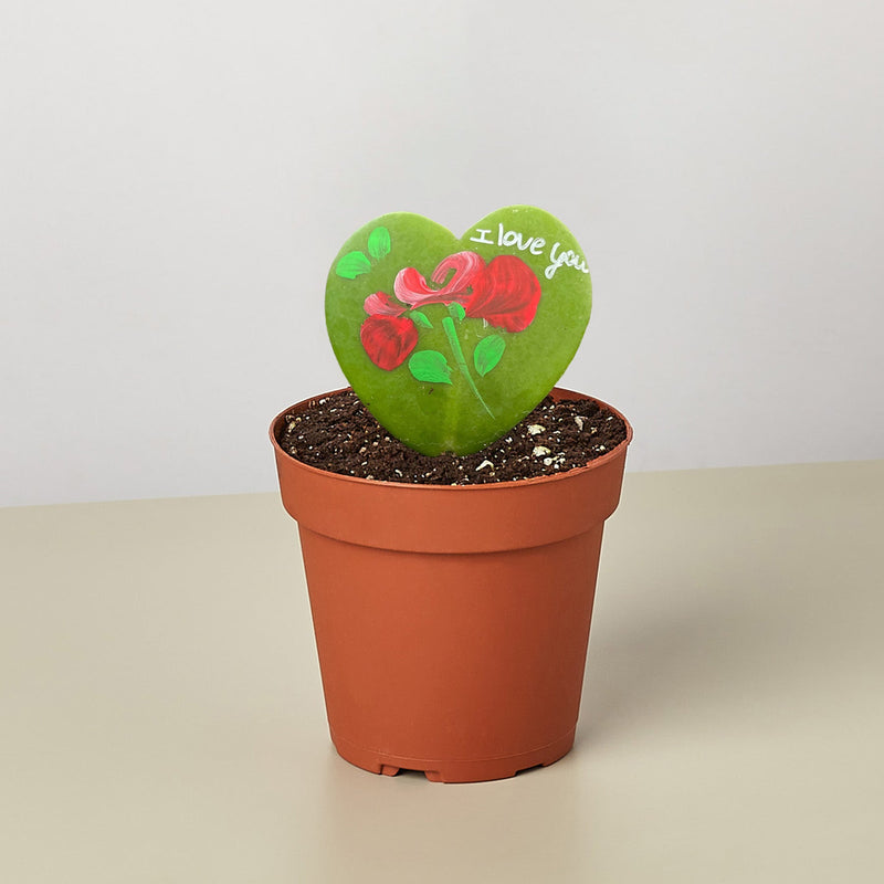 Load image into Gallery viewer, Hoya Heart - "I Love You" Special Painted Hoya

