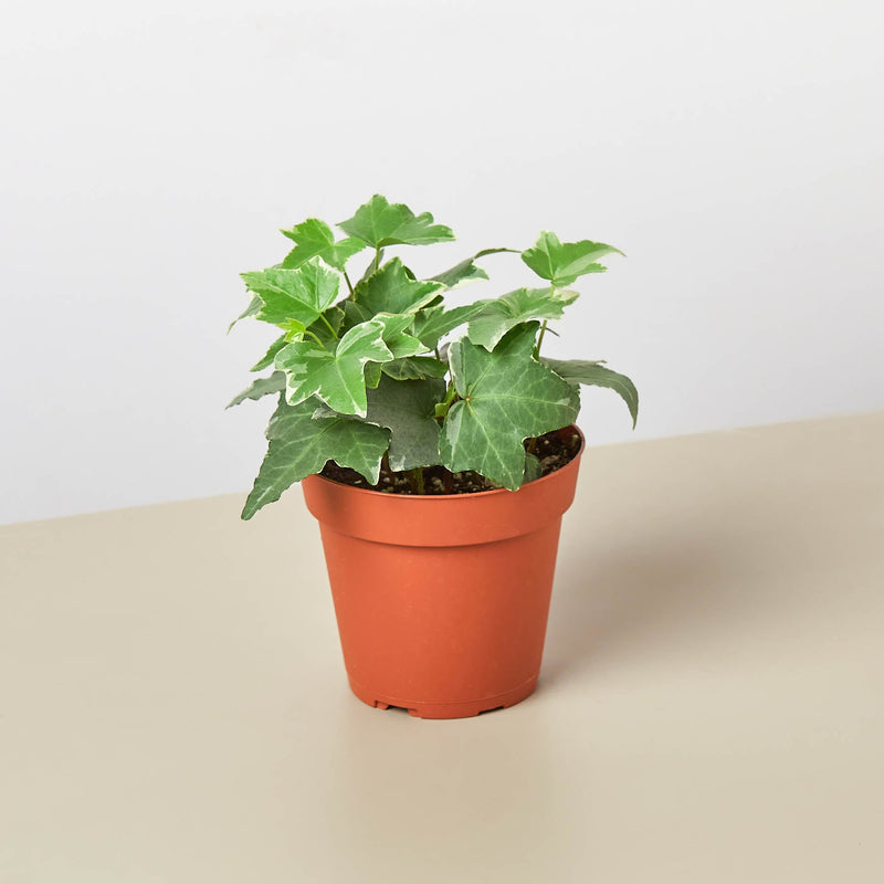 Load image into Gallery viewer, English Ivy 'Glacier'
