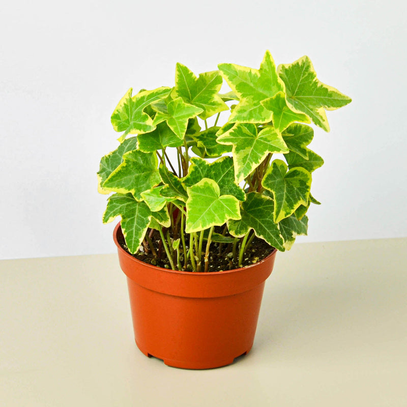 Load image into Gallery viewer, English Ivy 'Gold Child'
