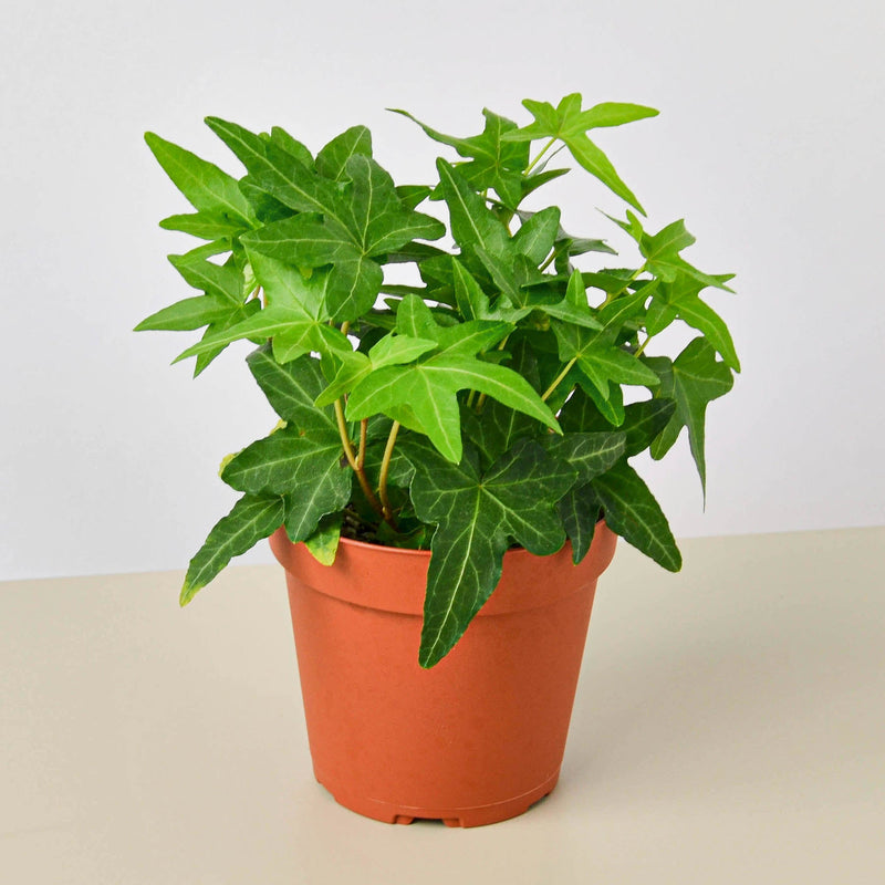 Load image into Gallery viewer, English Ivy 'Green California'
