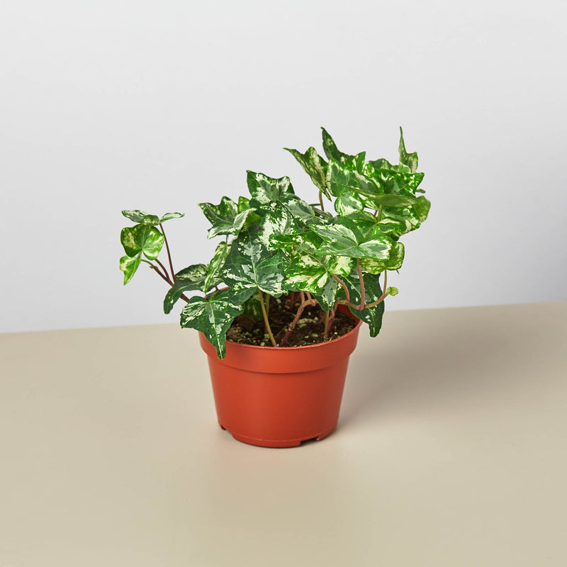 Load image into Gallery viewer, English Ivy 'Kolibre'
