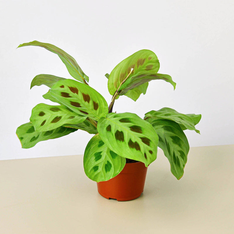 Load image into Gallery viewer, Maranta Leuconeura
