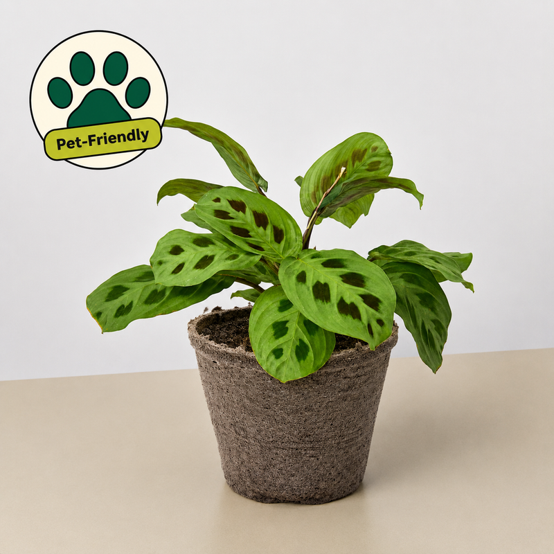 Load image into Gallery viewer, Maranta Leuconeura
