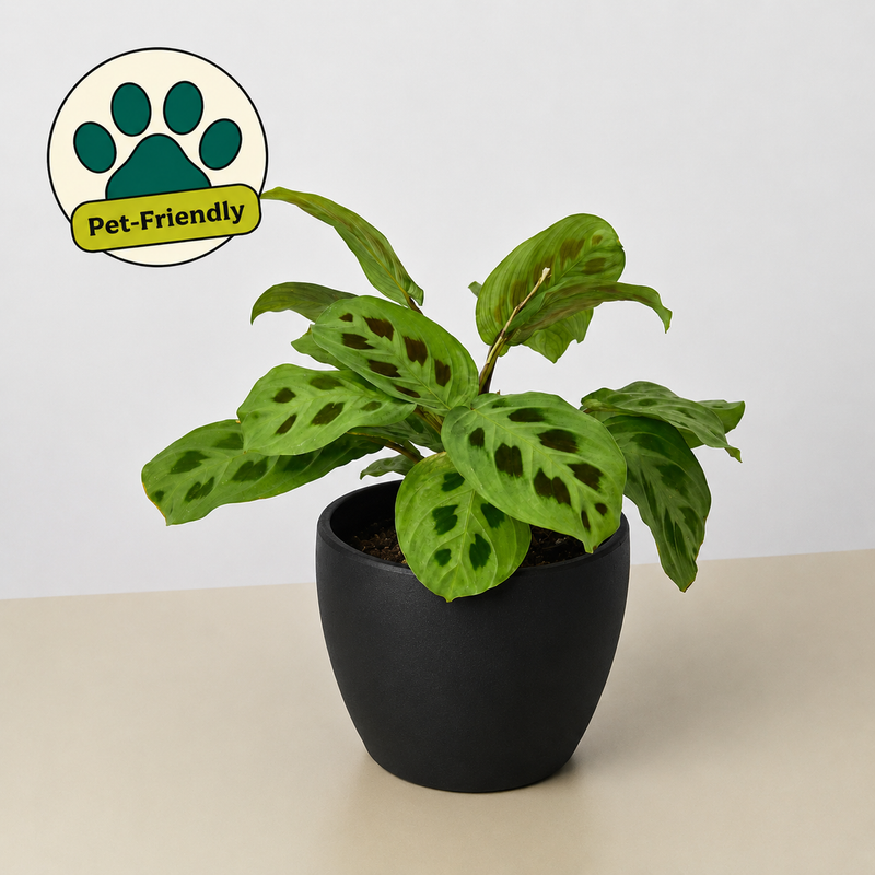 Load image into Gallery viewer, Maranta Leuconeura
