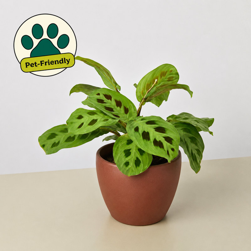 Load image into Gallery viewer, Maranta Leuconeura
