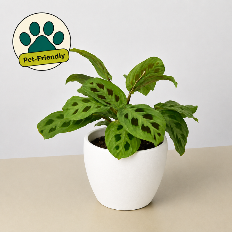Load image into Gallery viewer, Maranta Leuconeura
