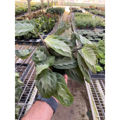 Maranta 'Silver Band', additional product view 2