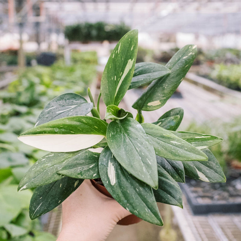 Load image into Gallery viewer, Monstera 'Standeleyana Albo Variegated'
