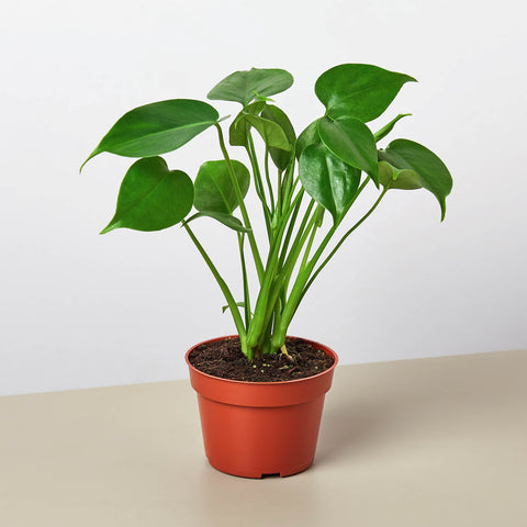 Monstera Split-Leaf