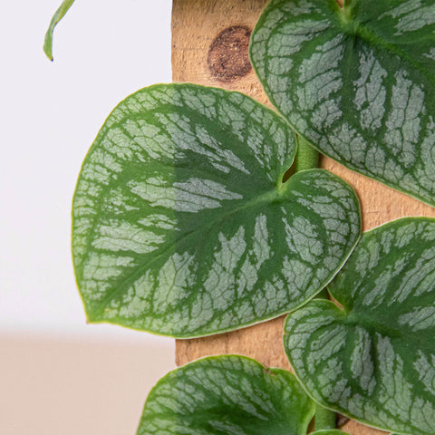 Monstera 'Dubia' (Shingle Plant), additional product view 2