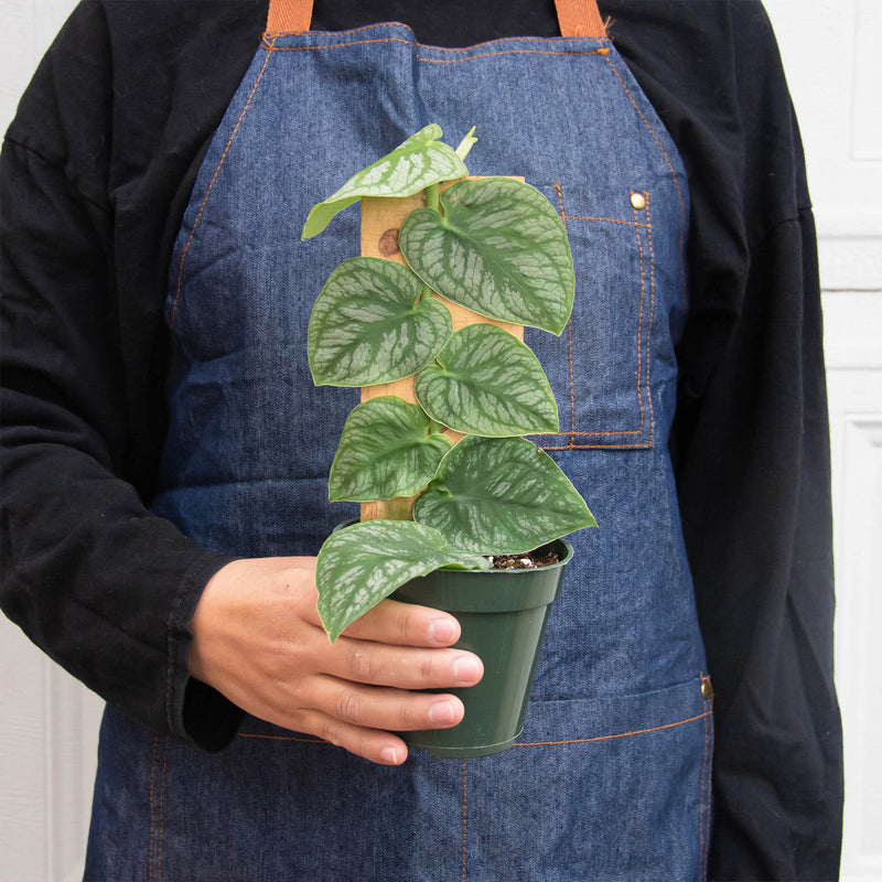 Load image into Gallery viewer, Monstera 'Dubia' (Shingle Plant)
