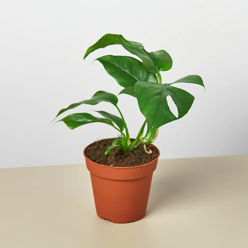 Load image into Gallery viewer, Monstera Bundle
