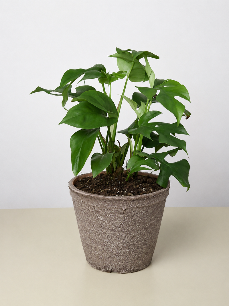 Load image into Gallery viewer, Philodendron Mini Monstera Minima
