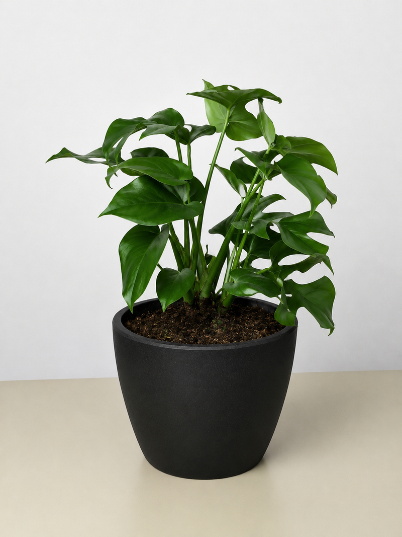 Load image into Gallery viewer, Philodendron Mini Monstera Minima
