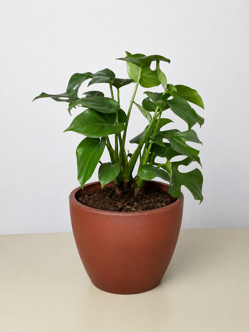 Load image into Gallery viewer, Philodendron Mini Monstera Minima
