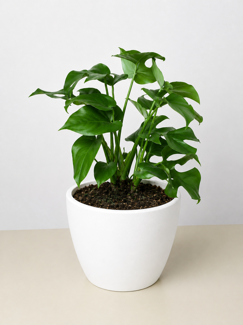Load image into Gallery viewer, Philodendron Mini Monstera Minima

