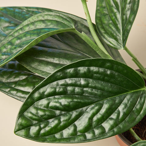 Monstera 'Peru', additional product view 2