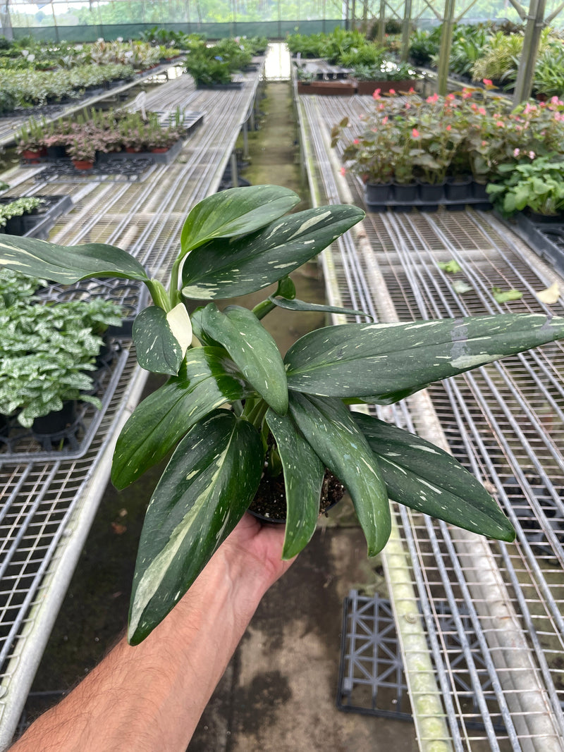 Load image into Gallery viewer, Monstera 'Standeleyana Albo Variegated'
