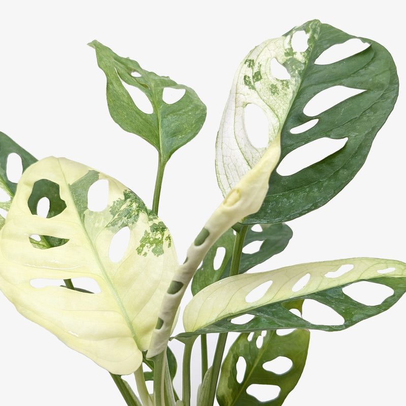 Load image into Gallery viewer, Monstera Adansonii 'Swiss Cheese Variegated'
