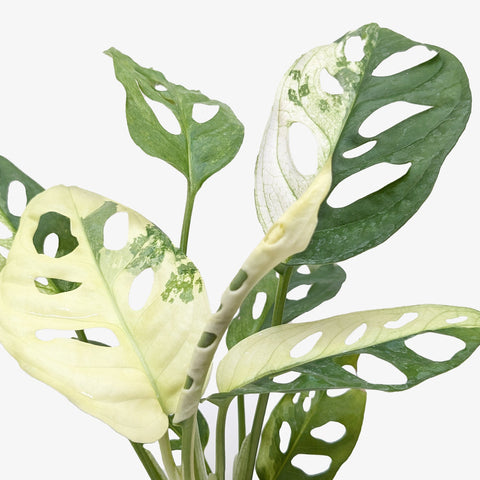 Monstera Adansonii 'Swiss Cheese Variegated', additional product view 2