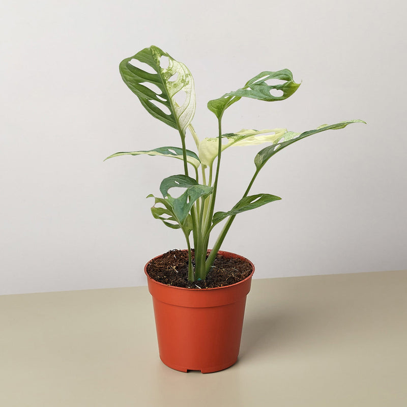 Load image into Gallery viewer, Monstera Adansonii 'Swiss Cheese Variegated'
