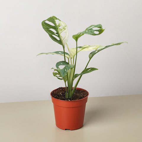 Monstera Adansonii Swiss Cheese Variegated