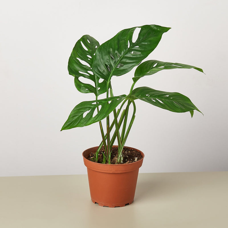 Load image into Gallery viewer, Monstera Bundle

