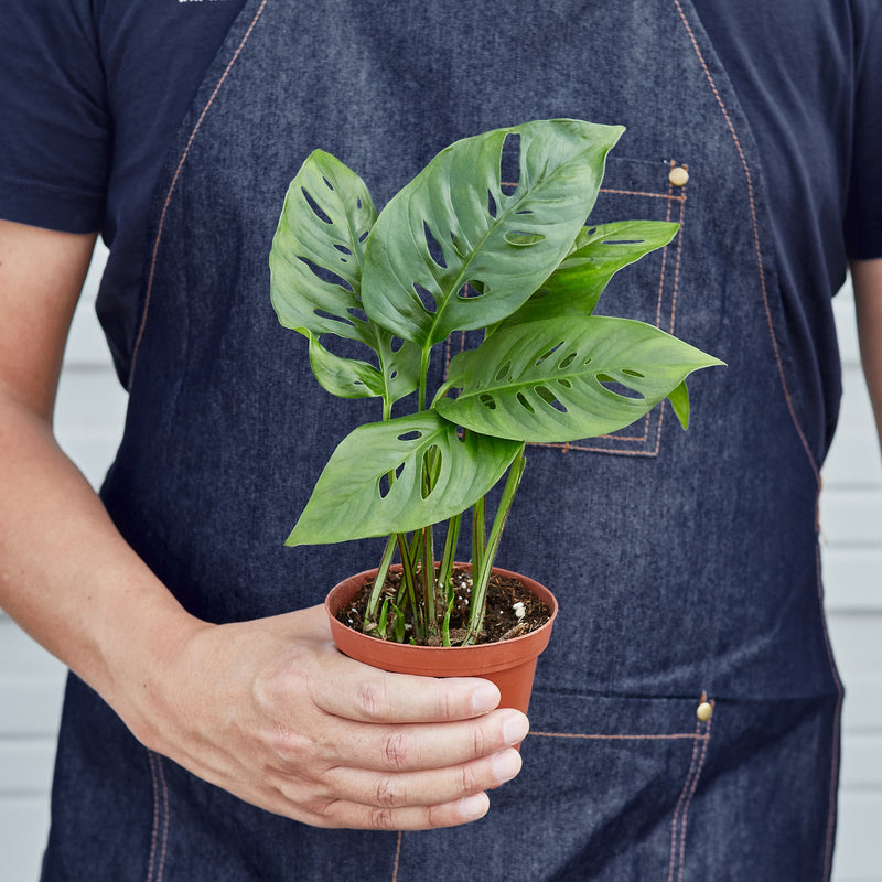 Load image into Gallery viewer, Monstera Adansonii 'Swiss Cheese'
