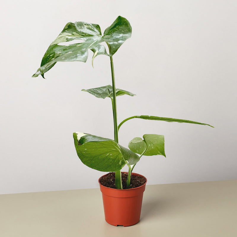Load image into Gallery viewer, Monstera 'Thai Constellation'
