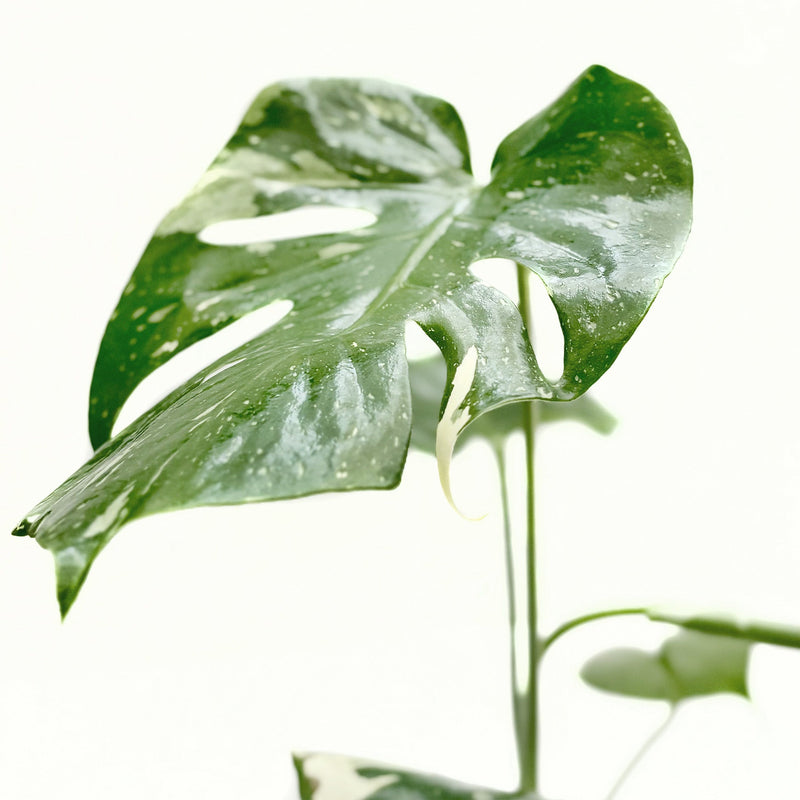Load image into Gallery viewer, Monstera 'Thai Constellation'
