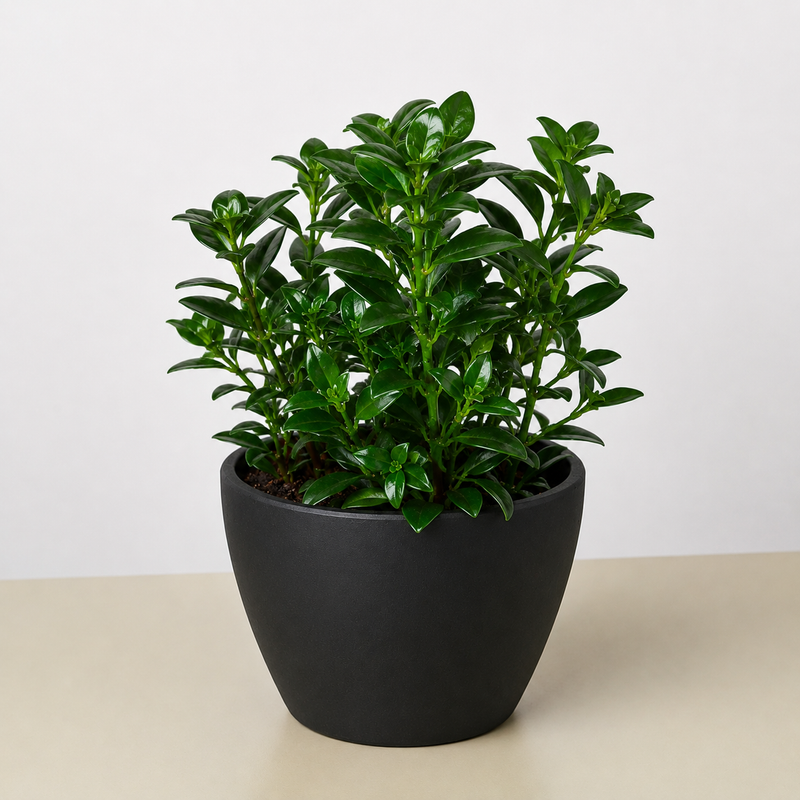 Load image into Gallery viewer, Nematanthus Candy Corn Plant 'Brazilian Firecracker'
