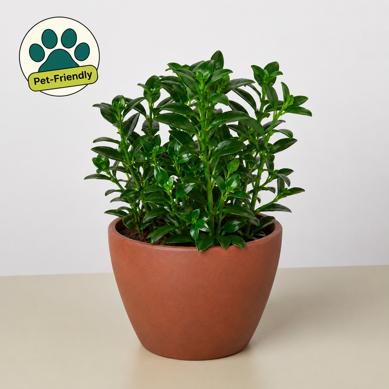 Load image into Gallery viewer, Nematanthus Candy Corn Plant 'Brazilian Firecracker'
