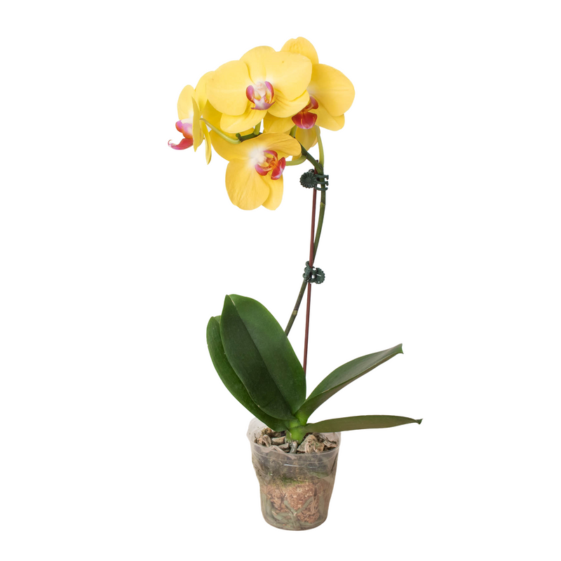 Load image into Gallery viewer, Orchid 'Yellow Phalaenopsis'
