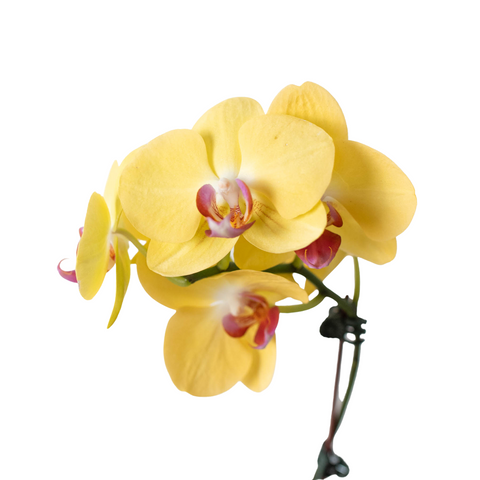 Orchid 'Yellow Phalaenopsis', additional product view 2