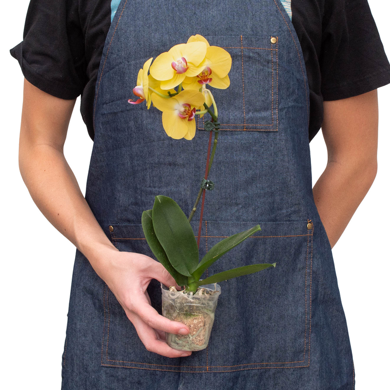 Load image into Gallery viewer, Orchid 'Yellow Phalaenopsis'
