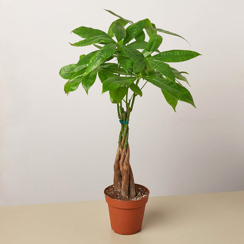 Money Tree Pachira Braid