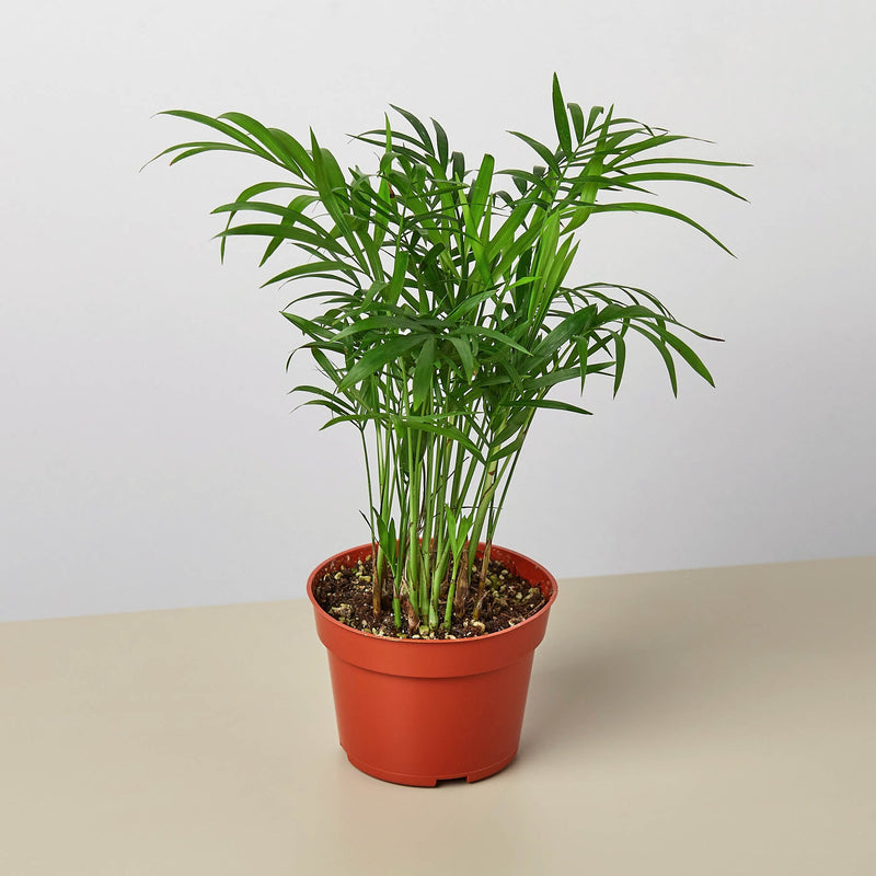 Load image into Gallery viewer, Parlor Palm
