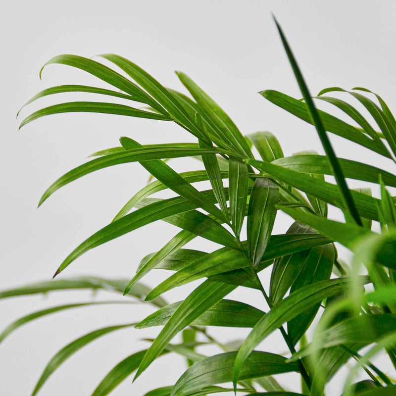 Load image into Gallery viewer, Parlor Palm
