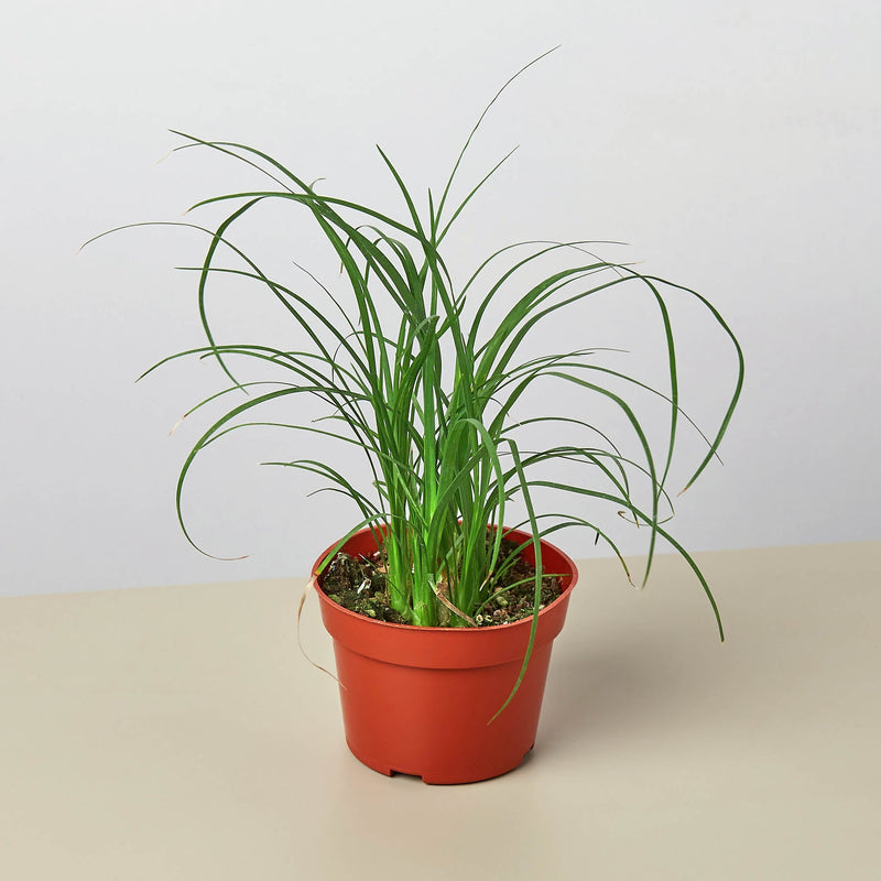 Load image into Gallery viewer, Palm Ponytail
