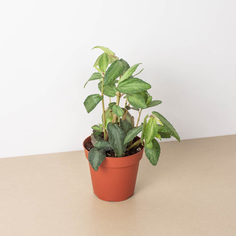 Pellionia Daveanna 4 Inch Pot