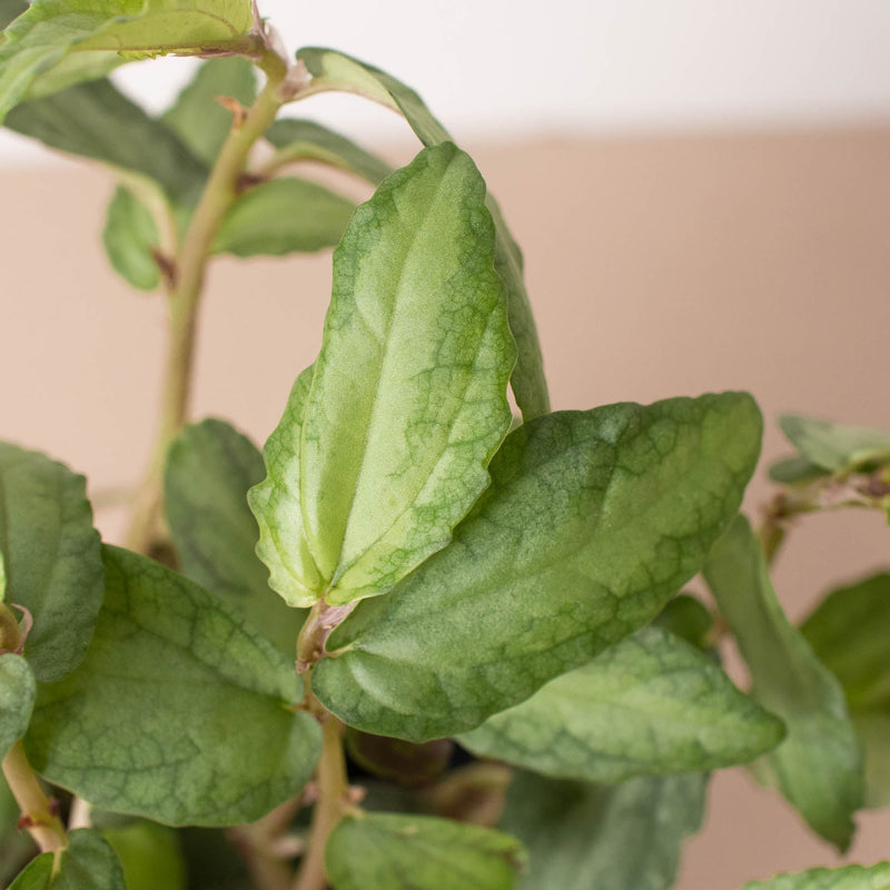 Load image into Gallery viewer, Pellionia Daveanna - 4" Pot

