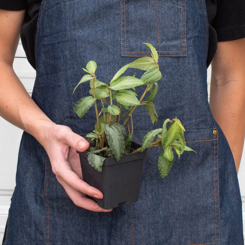Load image into Gallery viewer, Pellionia Daveanna - 4" Pot
