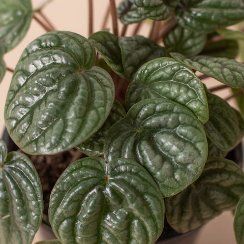 Peperomia 'Burbella', additional product view 2