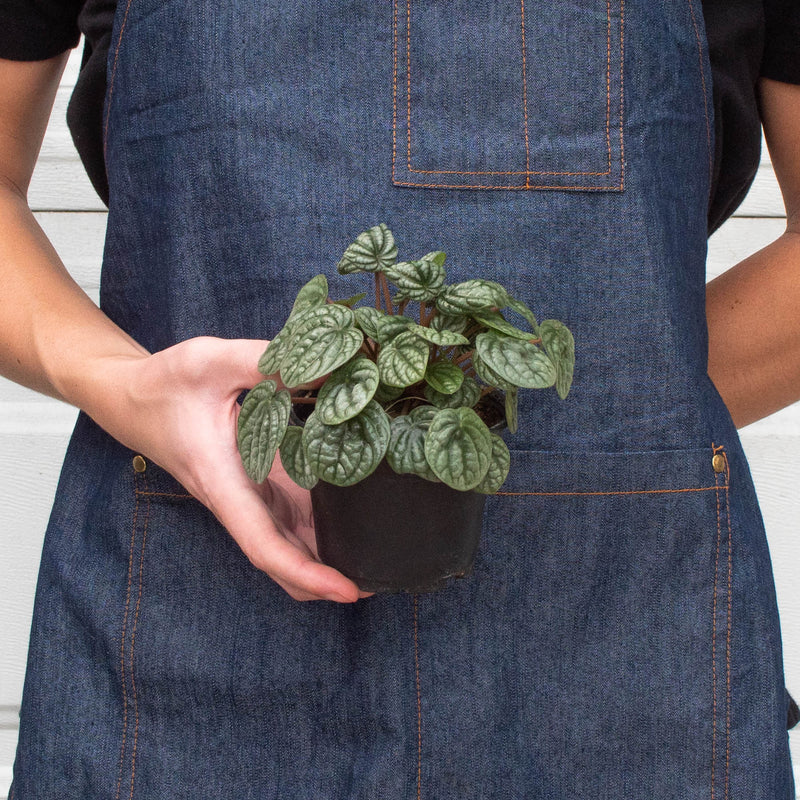 Load image into Gallery viewer, Peperomia 'Burbella'
