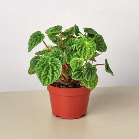 Peperomia Ripple